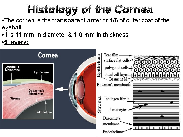 Histology of the Cornea • The cornea is the transparent anterior 1/6 of outer