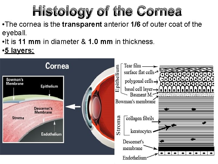 Histology of the Cornea • The cornea is the transparent anterior 1/6 of outer Histology of the Cornea • The cornea is the transparent anterior 1/6 of outer