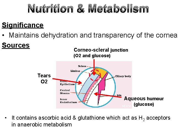 Nutrition & Metabolism Significance • Maintains dehydration and transparency of the cornea Sources Corneo-scleral Nutrition & Metabolism Significance • Maintains dehydration and transparency of the cornea Sources Corneo-scleral