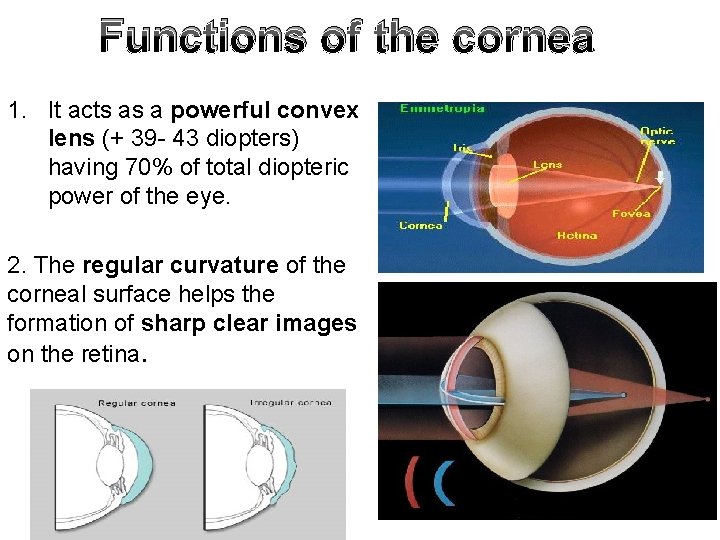 Functions of the cornea 1. It acts as a powerful convex lens (+ 39