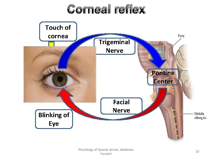 Corneal reflex Touch of cornea Trigeminal Nerve Pontine Center Blinking of Eye Facial Nerve Corneal reflex Touch of cornea Trigeminal Nerve Pontine Center Blinking of Eye Facial Nerve