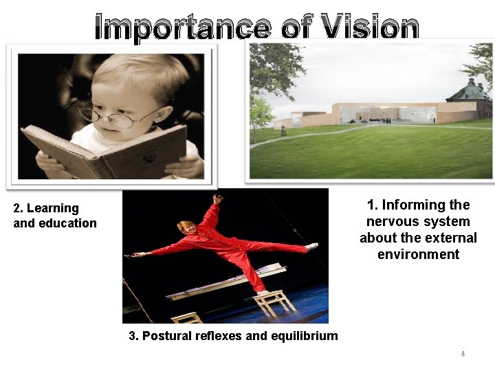 Importance of Vision 1. Informing the nervous system about the external environment 2. Learning Importance of Vision 1. Informing the nervous system about the external environment 2. Learning