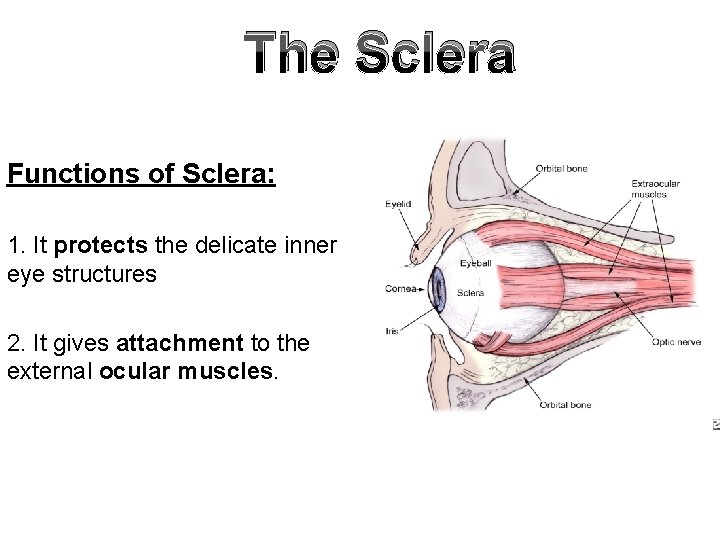 The Sclera Functions of Sclera: 1. It protects the delicate inner eye structures 2.