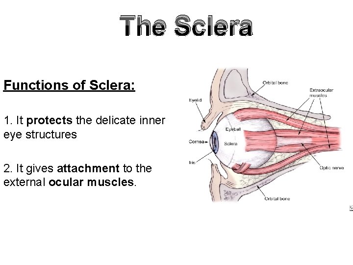 The Sclera Functions of Sclera: 1. It protects the delicate inner eye structures 2. The Sclera Functions of Sclera: 1. It protects the delicate inner eye structures 2.
