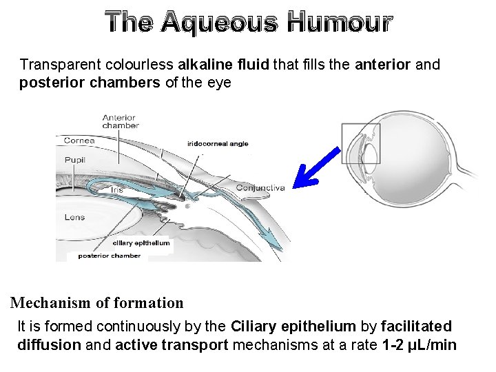 The Aqueous Humour Transparent colourless alkaline fluid that fills the anterior and posterior chambers The Aqueous Humour Transparent colourless alkaline fluid that fills the anterior and posterior chambers