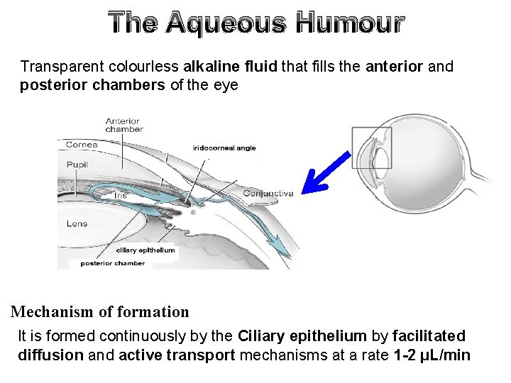 The Aqueous Humour Transparent colourless alkaline fluid that fills the anterior and posterior chambers