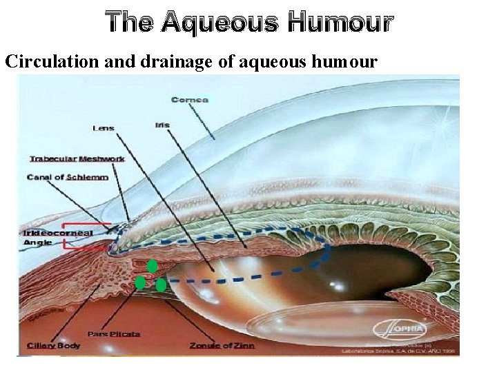 The Aqueous Humour Circulation and drainage of aqueous humour 
