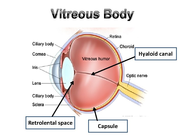 Vitreous Body Hyaloid canal Retrolental space Capsule Vitreous Body Hyaloid canal Retrolental space Capsule