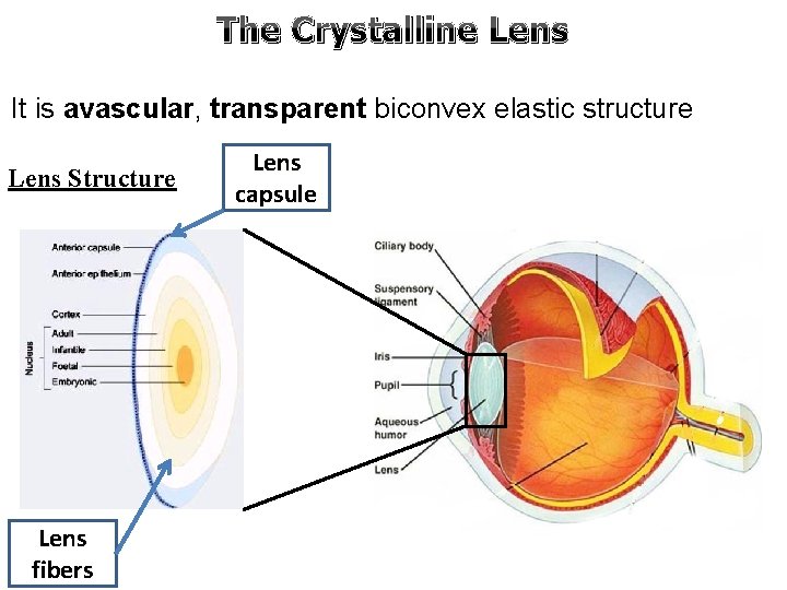 The Crystalline Lens It is avascular, transparent biconvex elastic structure Lens Structure Lens fibers
