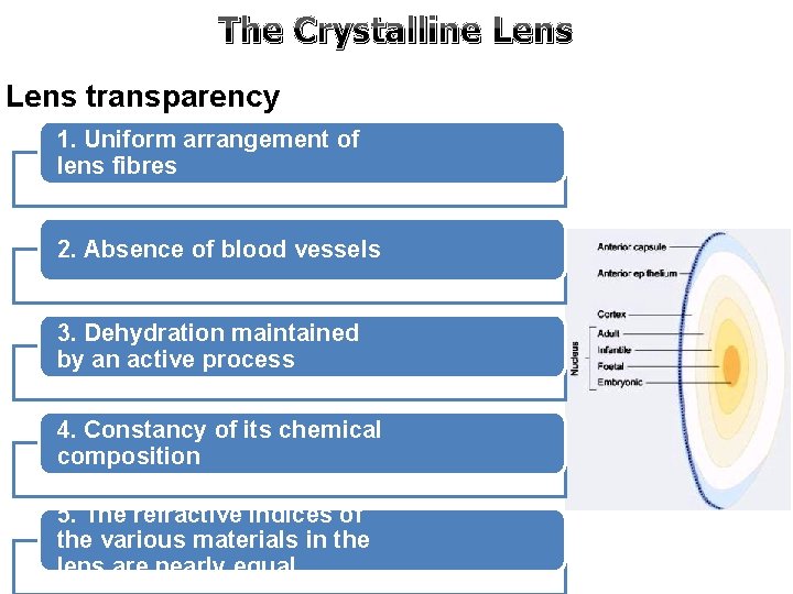 The Crystalline Lens transparency 1. Uniform arrangement of lens fibres 2. Absence of blood The Crystalline Lens transparency 1. Uniform arrangement of lens fibres 2. Absence of blood