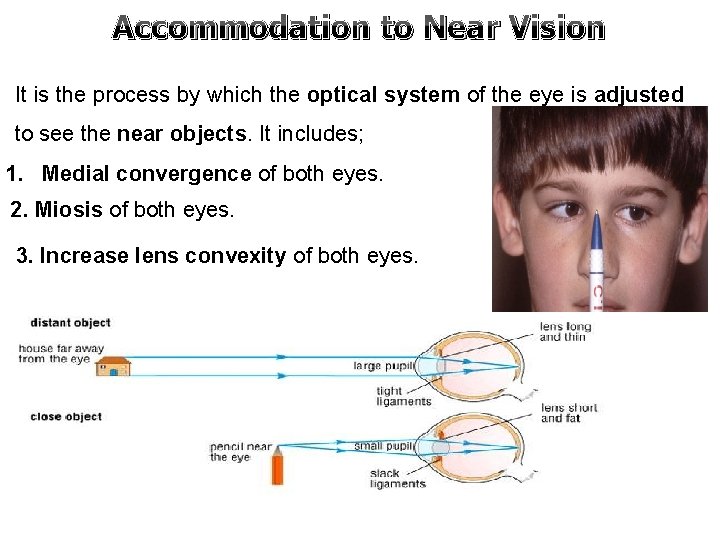 Accommodation to Near Vision It is the process by which the optical system of