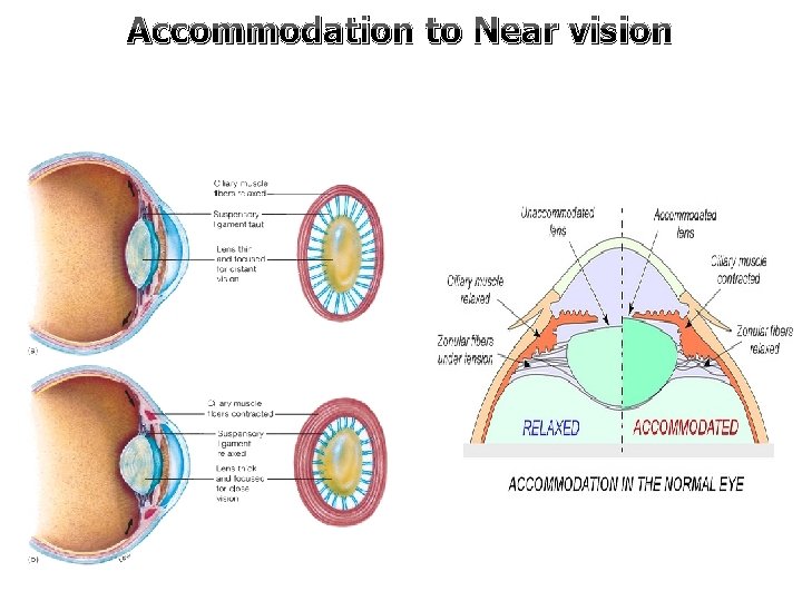 Accommodation to Near vision Accommodation to Near vision