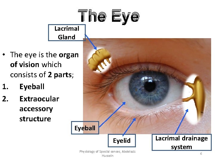 The Eye Lacrimal Gland • The eye is the organ of vision which consists