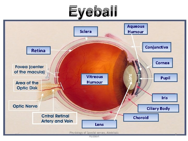 Eyeball Aqueous Humour Sclera Conjunctiva Retina Cornea Vitreous Humour Pupil Iris Ciliary Body Choroid