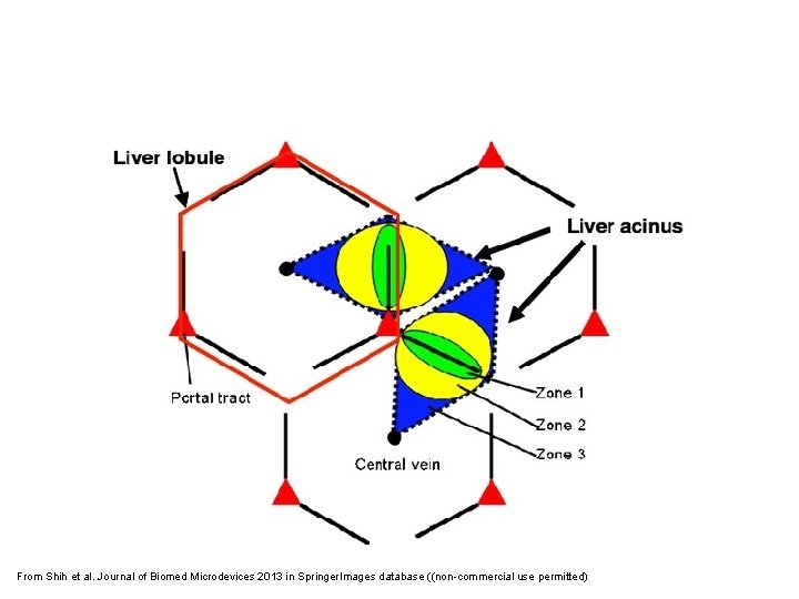 From Shih et al. Journal of Biomed Microdevices 2013 in Springer. Images database ((non-commercial