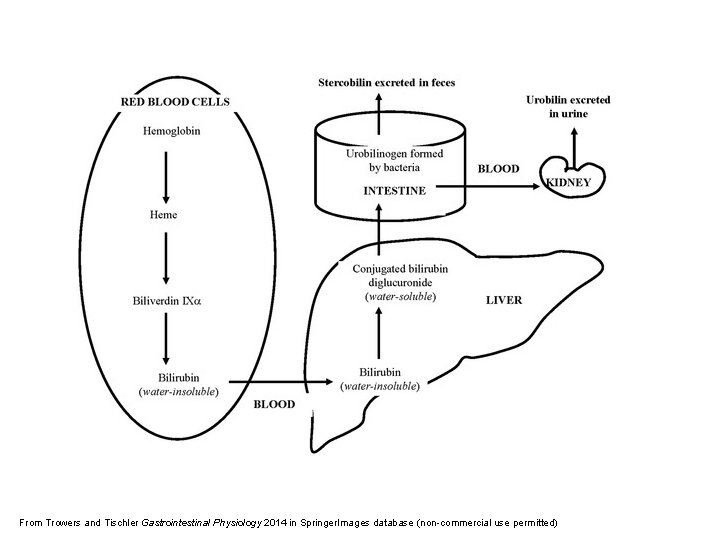 From Trowers and Tischler Gastrointestinal Physiology 2014 in Springer. Images database (non-commercial use permitted)