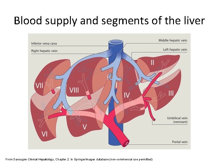 Blood supply and segments of the liver From Dancygier Clinical Hepatology, Chapter 2. In