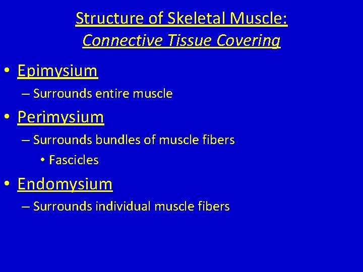 Structure of Skeletal Muscle: Connective Tissue Covering • Epimysium – Surrounds entire muscle • Structure of Skeletal Muscle: Connective Tissue Covering • Epimysium – Surrounds entire muscle •