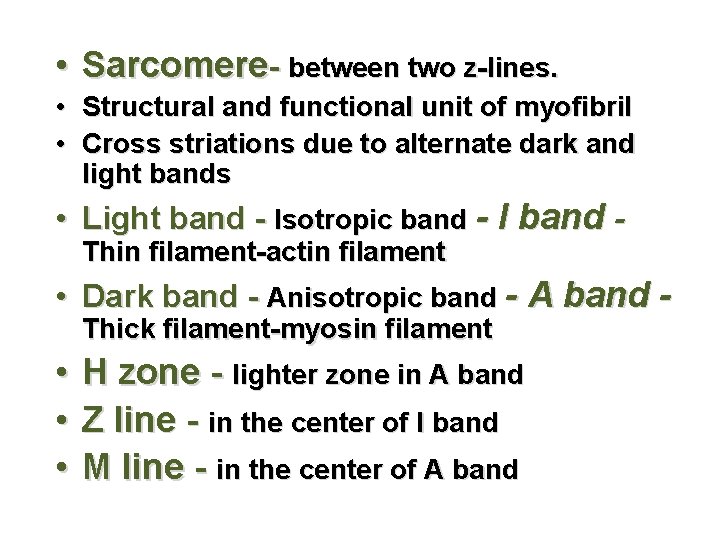 • Sarcomere- between two z-lines. • Structural and functional unit of myofibril •  • Sarcomere- between two z-lines. • Structural and functional unit of myofibril •
