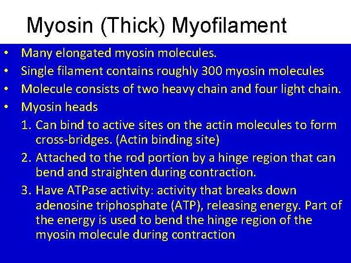 Myosin (Thick) Myofilament • • Many elongated myosin molecules. Single filament contains roughly 300 Myosin (Thick) Myofilament • • Many elongated myosin molecules. Single filament contains roughly 300
