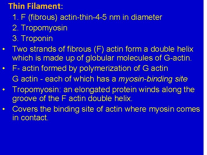 Thin Filament: • • (Thin) 1. F (fibrous) actin-thin-4 -5 nm Actin in diameter Thin Filament: • • (Thin) 1. F (fibrous) actin-thin-4 -5 nm Actin in diameter