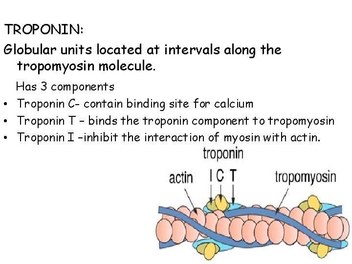 TROPONIN: Globular units located at intervals along the tropomyosin molecule. Has 3 components • TROPONIN: Globular units located at intervals along the tropomyosin molecule. Has 3 components •