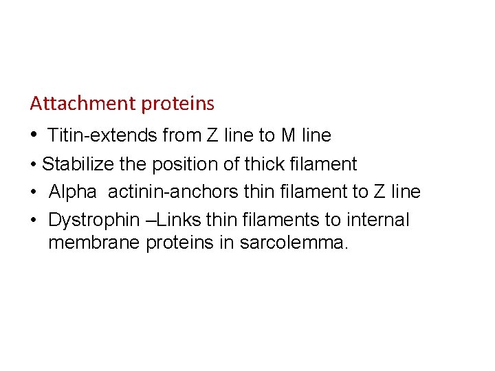 Attachment proteins • Titin-extends from Z line to M line • Stabilize the position Attachment proteins • Titin-extends from Z line to M line • Stabilize the position