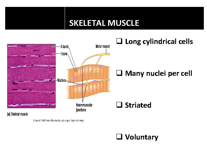 SKELETAL MUSCLE q Long cylindrical cells q Many nuclei per cell q Striated q SKELETAL MUSCLE q Long cylindrical cells q Many nuclei per cell q Striated q