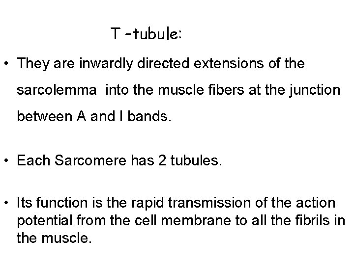 T –tubule: • They are inwardly directed extensions of the sarcolemma into the muscle T –tubule: • They are inwardly directed extensions of the sarcolemma into the muscle
