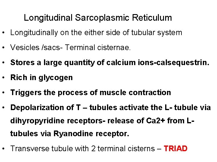 Longitudinal Sarcoplasmic Reticulum • Longitudinally on the either side of tubular system • Vesicles Longitudinal Sarcoplasmic Reticulum • Longitudinally on the either side of tubular system • Vesicles