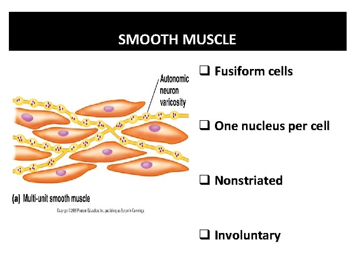 SMOOTH MUSCLE q Fusiform cells q One nucleus per cell q Nonstriated q Involuntary SMOOTH MUSCLE q Fusiform cells q One nucleus per cell q Nonstriated q Involuntary
