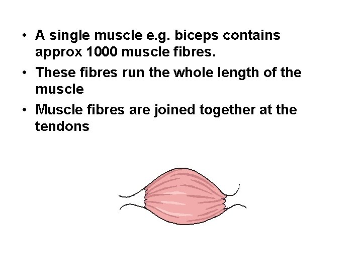 • A single muscle e. g. biceps contains approx 1000 muscle fibres. •  • A single muscle e. g. biceps contains approx 1000 muscle fibres. •