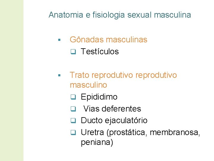 Anatomia e fisiologia sexual masculina § Gônadas masculinas q Testículos § Trato reprodutivo masculino