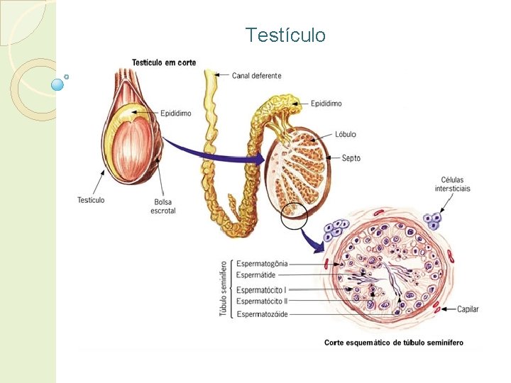 Testículo 