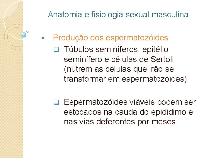 Anatomia e fisiologia sexual masculina § Produção dos espermatozóides q Túbulos seminíferos: epitélio seminífero