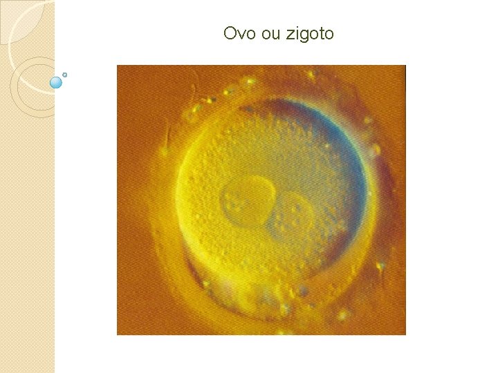 Ovo ou zigoto 