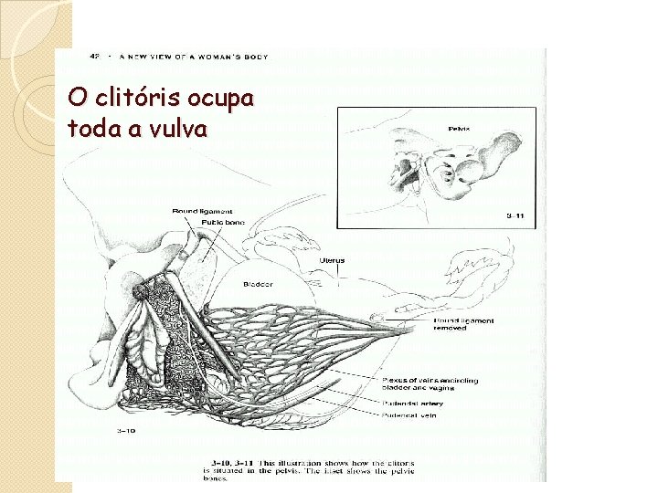 O clitóris ocupa toda a vulva 