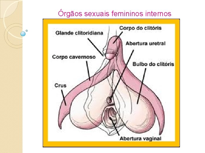 Órgãos sexuais femininos internos 