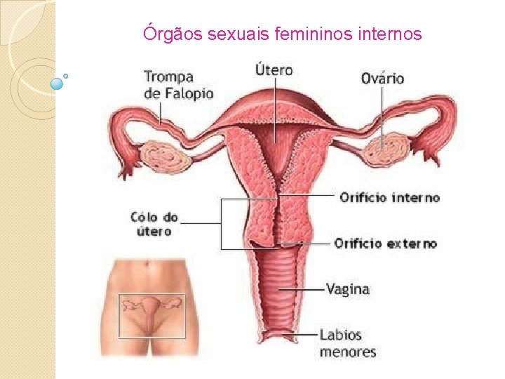 Órgãos sexuais femininos internos 