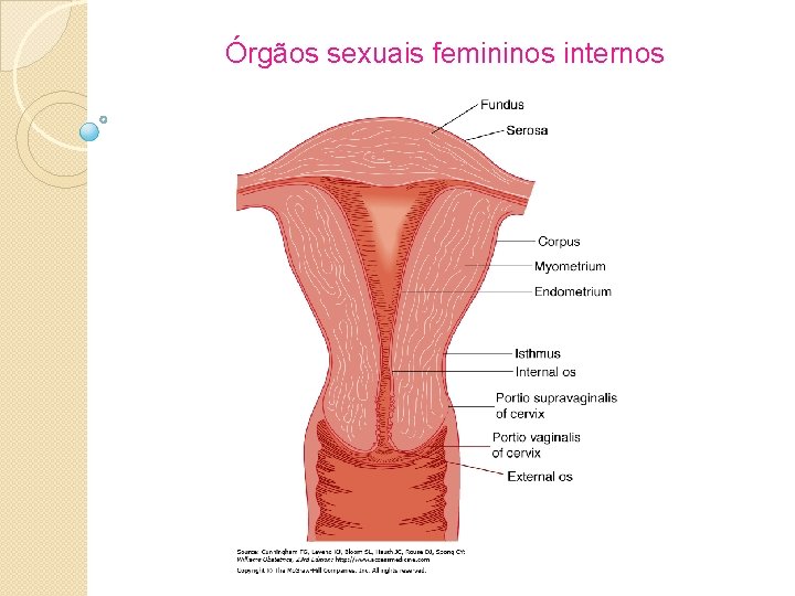 Órgãos sexuais femininos internos 