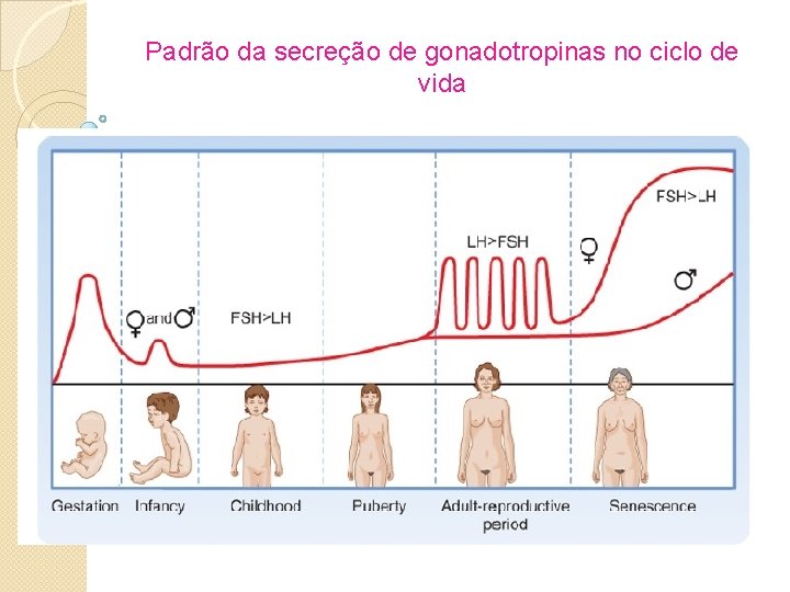 Padrão da secreção de gonadotropinas no ciclo de vida 