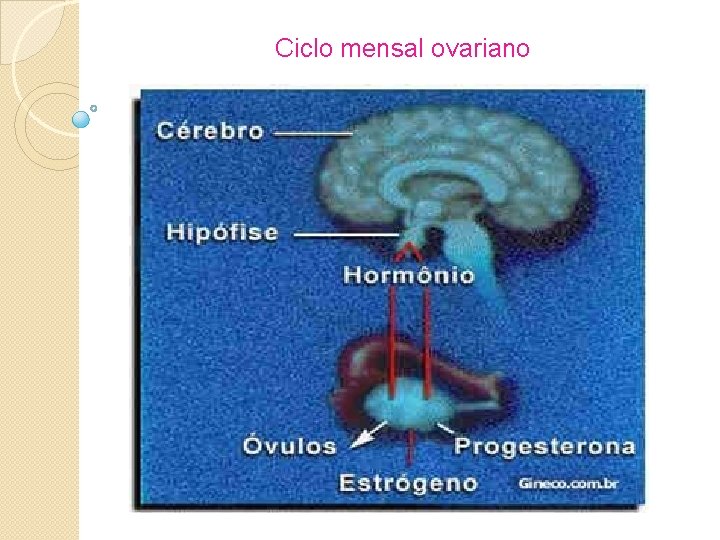 Ciclo mensal ovariano 