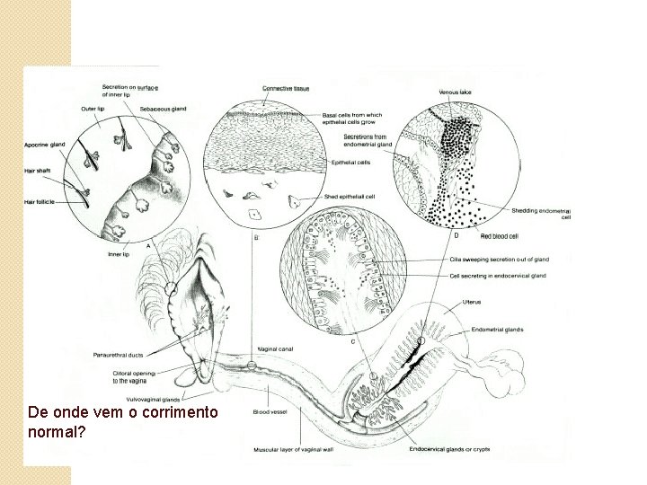 De onde vem o corrimento normal? 