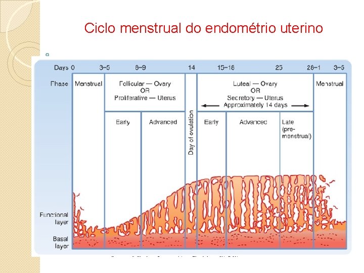Ciclo menstrual do endométrio uterino 