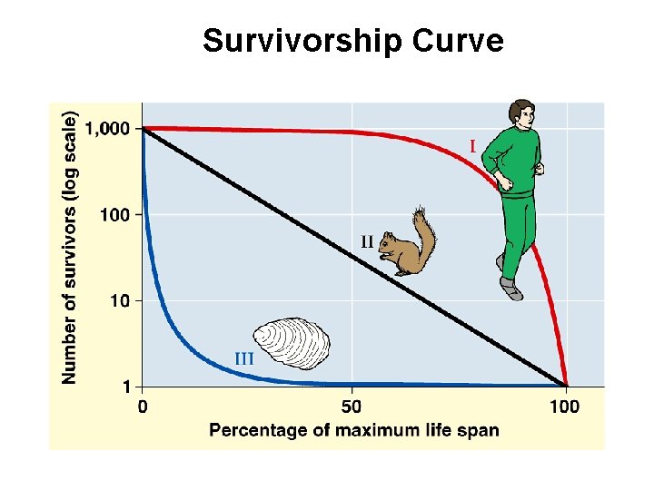 Survivorship Curve 