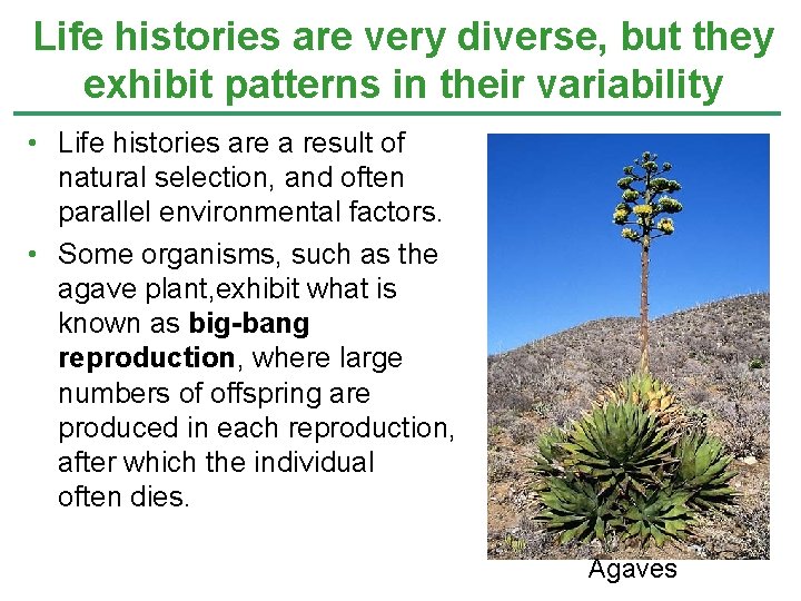 Life histories are very diverse, but they exhibit patterns in their variability • Life
