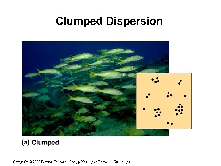 Clumped Dispersion Copyright © 2002 Pearson Education, Inc. , publishing as Benjamin Cummings 