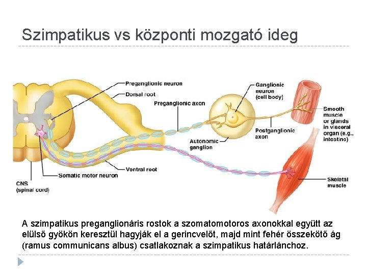 Szimpatikus vs központi mozgató ideg A szimpatikus preganglionáris rostok a szomatomotoros axonokkal együtt az