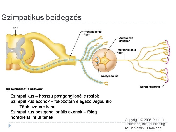 Szimpatikus beidegzés Szimpatikus – hosszú postganglionális rostok Szimpatikus axonok – fokozottan elágazó végbunkó Több