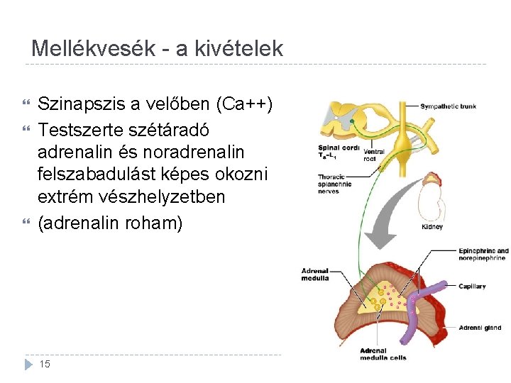 Mellékvesék - a kivételek Szinapszis a velőben (Ca++) Testszerte szétáradó adrenalin és noradrenalin felszabadulást